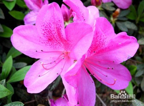 好养国产杜鹃吗视频播放,轻松养出美丽花海