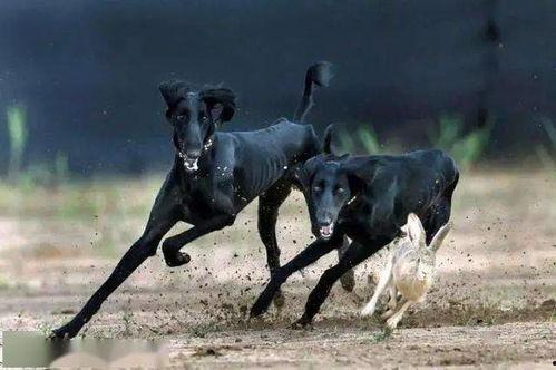 国产细犬可以捕猎吗视频,猎犬风采