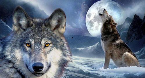 在线视频国产欧美久玖狼,探索影视作品的多元魅力