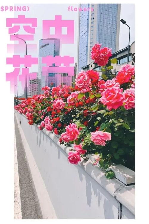 国产青年摘花视频网站,青春风采绽放网络